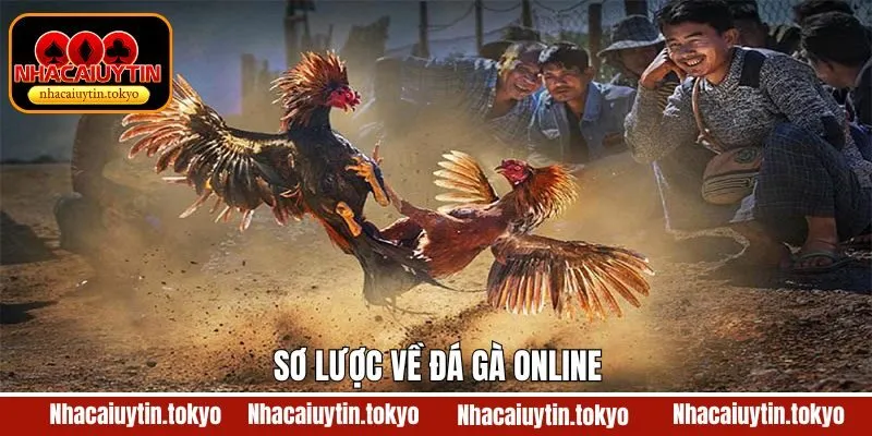 Tổng quan về theo dõi đá gà trên nền tảng trực tuyến
